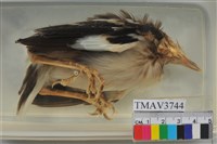 藏品(黑領椋鳥)的圖片